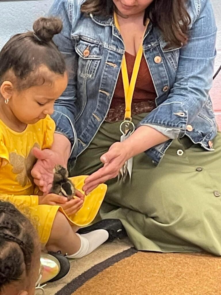 Mrs. Logan helps a student ready to hold the baby chick.