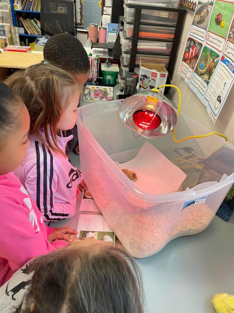 Students observing chicks