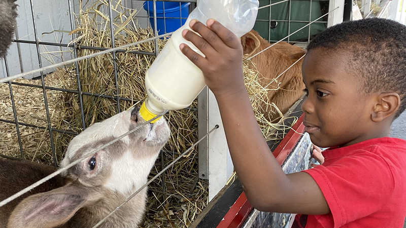 A student feeds the baby goat.