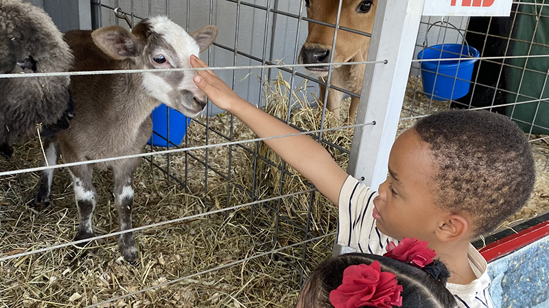 A student visits with a baby goat.