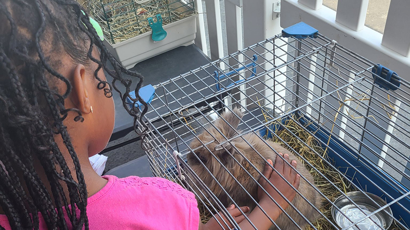 A student pets a bunny.