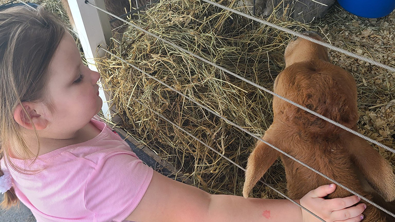 A student pets a baby calf.