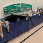 A display on a table of animal furs