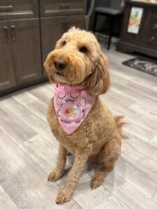 golden doodle dog