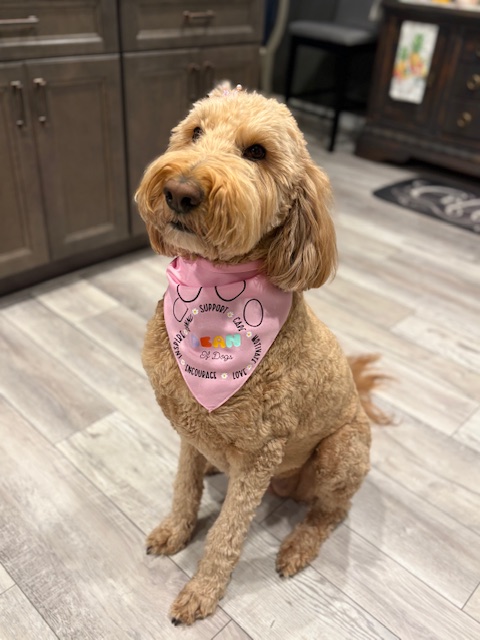 golden doodle dog