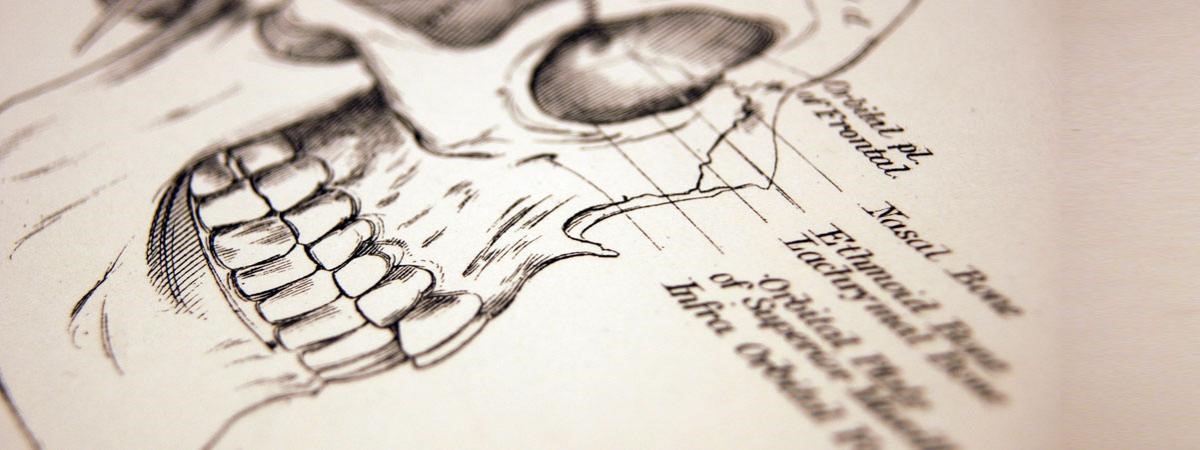 Students Report: Lessons in Anatomy